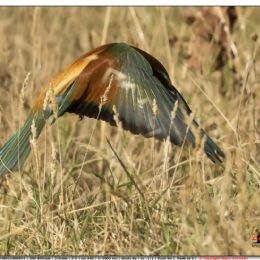 Gruccione in arrivo al nido