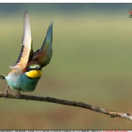 Gruccione...partenza