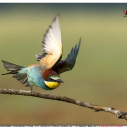 Gruccione in partenza