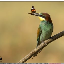 Gruccione con Pavone di giorno