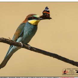 Gruccione con Pavone di giorno