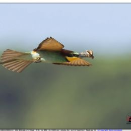 Gruccione in planata con preda