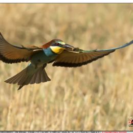 Gruccione in volo con preda