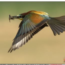 Gruccione in volo con preda