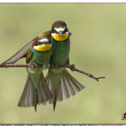 Gruccioni....protezione della femmina