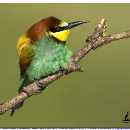 Il riposo del Gruccione.