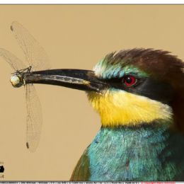 Gruccione con libellula