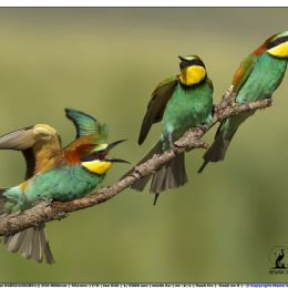 Gruccioni - screzi amorosi