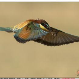 Gruccione in volo con preda