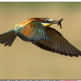 Gruccione in volo con preda