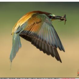 Gruccione in volo con preda