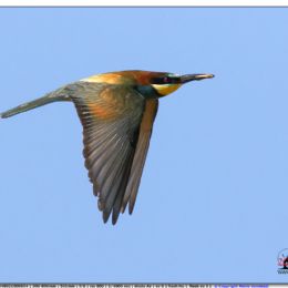 Gruccione in volo con preda