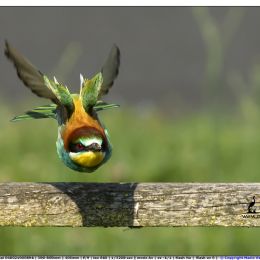 Volo radente - Gruccione