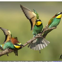 Gruccioni...corteggiamenti e gelosie