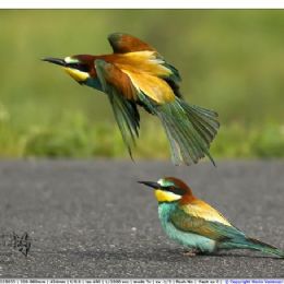 Gruccioni