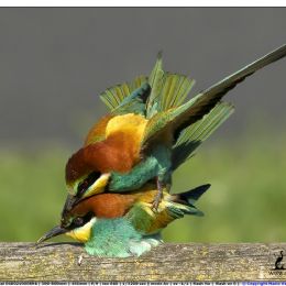 Gruccioni in accoppiamento