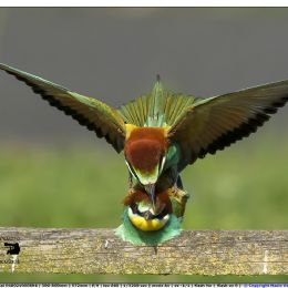 Gruccioni in accoppiamento