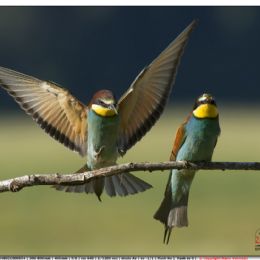 Gruccioni...amore arrivo