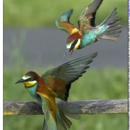 Gruccione in difesa del territorio