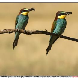 Gruccioni in attesa per nutrire i pulli nel nido