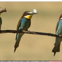 Gruccioni in attesa per nutrire i pulli nel nido