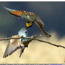 Gruccioni - screzi amorosi