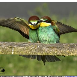 Gruccioni innamorati