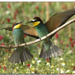 Gruccioni...ciao amore mio