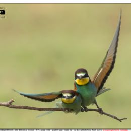 Gruccioni....protezione della femmina