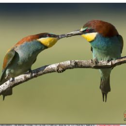 Gruccioni - scambio di doni