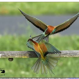 Gruccioni - protezione del territorio