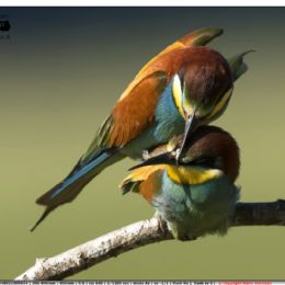 Gruccioni....sei mia