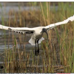 Ibis sacro in arrivo