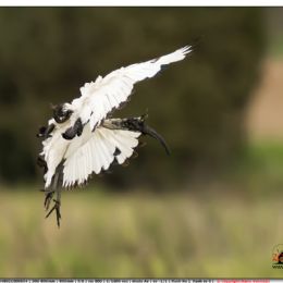 Ibis sacro in atterraggio