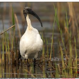 Ibis sacro sospettoso