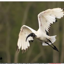 Ibis sacro in partenza