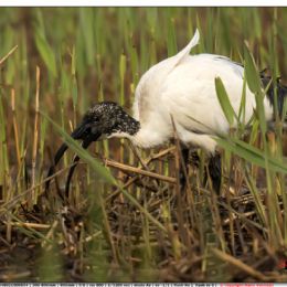 Ibis sacro in cerca di cibo