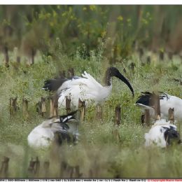 Ibis sacri al pascolo nella brina