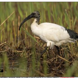Ibis sacro in cerca di cibo
