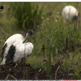 Ibis sacro - toilette
