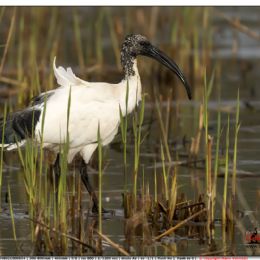 Ibis sacro in cerca di cibo