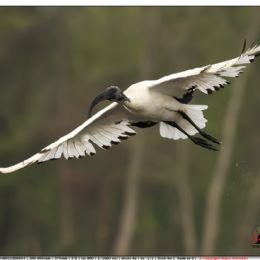 Ibis sacro in planata