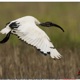Ibis sacro in volo