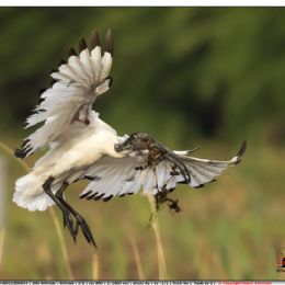 Ibis sacro in volo con dono