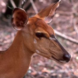 Impala femmina