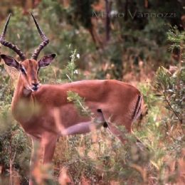 Impala maschio