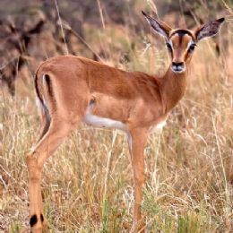 Impala piccolo