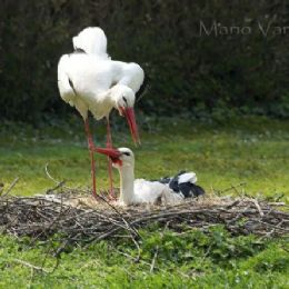 Insieme nella nursery