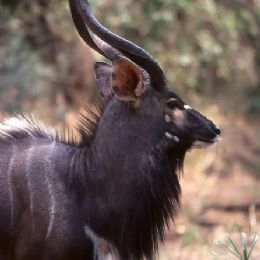 Kudu_