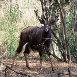 Kudu_